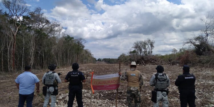 Profepa clausura zona de la Biosfera Calakmul por deforestación en área protegida