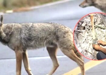 Coyotes, nuevos habitantes de la Costa Maya
