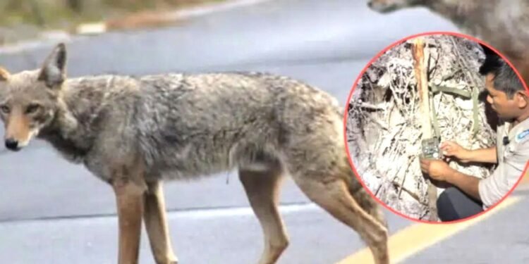 Coyotes, nuevos habitantes de la Costa Maya