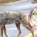 Coyotes, nuevos habitantes de la Costa Maya