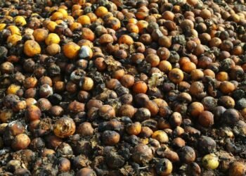 Abandonan lo natural por refrescos; productores pierden cosechas por baja demanda local