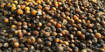 Abandonan lo natural por refrescos; productores pierden cosechas por baja demanda local