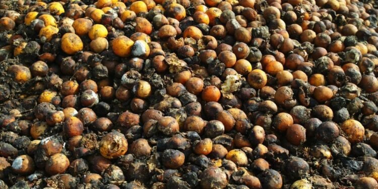 Abandonan lo natural por refrescos; productores pierden cosechas por baja demanda local