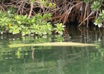 Turistas encuentran manatí muerto en Chetumal; presentaba heridas por hélice