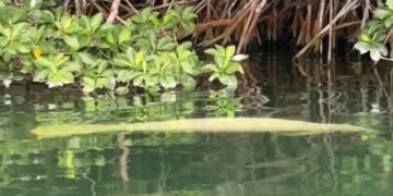 Turistas encuentran manatí muerto en Chetumal; presentaba heridas por hélice