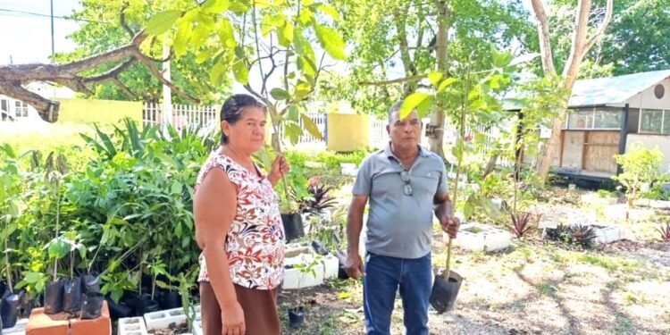 Combatirán el cambio climático con mil 200 maculís en la capital quintanarroense