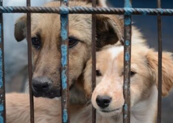 Si creías que no pasaba nada… la ley ya cambió. Así cambian las sanciones por maltrato animal