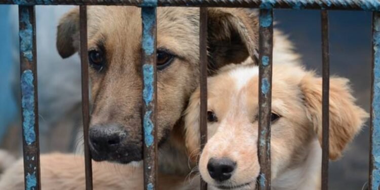 Si creías que no pasaba nada… la ley ya cambió. Así cambian las sanciones por maltrato animal