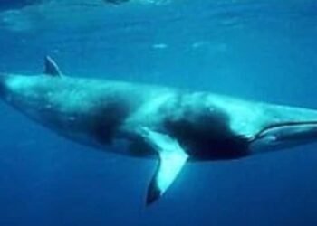 ¡Impactante! Caribe mexicano alberga gigantes del océano… pero están en peligro, ¿sabes cuáles son?