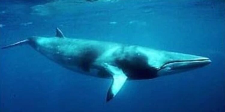 ¡Impactante! Caribe mexicano alberga gigantes del océano… pero están en peligro, ¿sabes cuáles son?