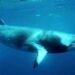 ¡Impactante! Caribe mexicano alberga gigantes del océano… pero están en peligro, ¿sabes cuáles son?