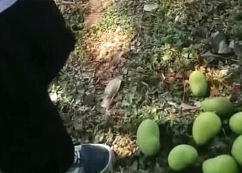¿Tú qué opinas? Si un árbol da frutos en el camellón, ¿de quién es la cosecha?