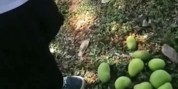 ¿Tú qué opinas? Si un árbol da frutos en el camellón, ¿de quién es la cosecha?