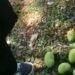 ¿Tú qué opinas? Si un árbol da frutos en el camellón, ¿de quién es la cosecha?