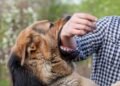 Hasta una década en la cárcel si tu mascota agresiva ataca a personas o a otra mascota