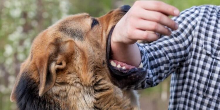 Hasta una década en la cárcel si tu mascota agresiva ataca a personas o a otra mascota