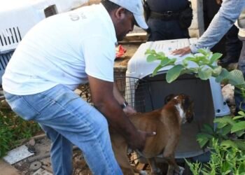 Murió su dueño y nadie volvió: rescatan a perro en Chetumal tras semanas sin comida