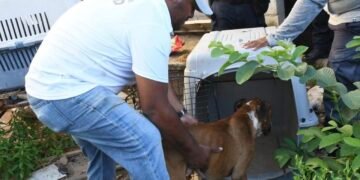 Murió su dueño y nadie volvió: rescatan a perro en Chetumal tras semanas sin comida