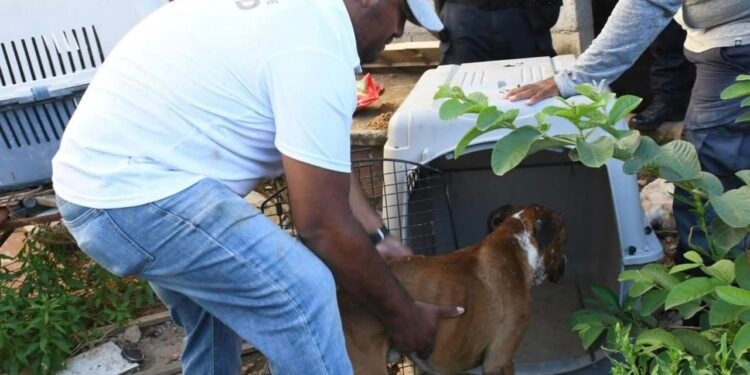 Murió su dueño y nadie volvió: rescatan a perro en Chetumal tras semanas sin comida