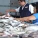 Reportan baja venta de pescados y mariscos pese a estabilidad en los precios