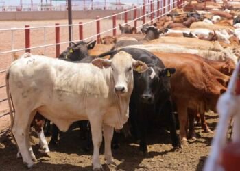 Cerco sanitario de EU frena exportación de 30 mil reses en Quintana Roo