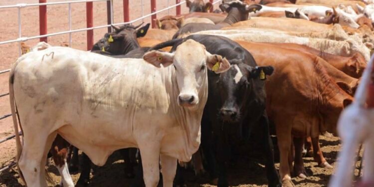 Cerco sanitario de EU frena exportación de 30 mil reses en Quintana Roo