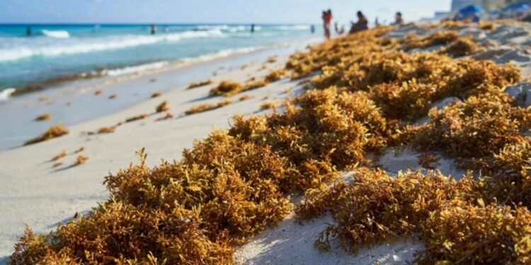 Anuncia SEMARNAT buque y parque industrial para combatir el sargazo