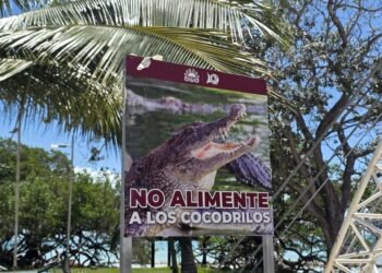 ¡Cocodrilos a la vista! Colocan alertas en el Boulevard Bahía de Chetumal