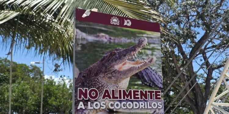 ¡Cocodrilos a la vista! Colocan alertas en el Boulevard Bahía de Chetumal