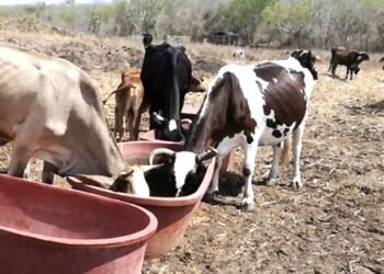 Sequía amenaza a la ganadería local ante falta de infraestructura hídrica