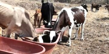 Sequía amenaza a la ganadería local ante falta de infraestructura hídrica