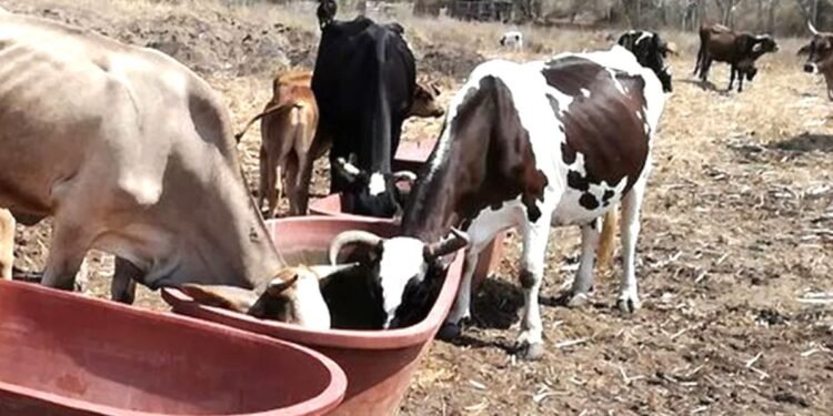 Sequía amenaza a la ganadería local ante falta de infraestructura hídrica