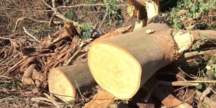 Talan ceiba “sagrada” en Chetumal y desatan indignación ciudadana