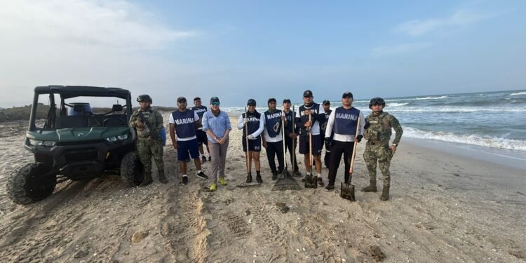 Arranca temporada de anidación de tortuga lora