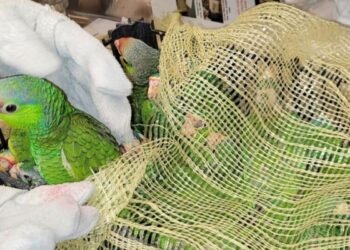 Persiste tráfico de especies, Zoológico Payo Obispo recibe hasta 10 ejemplares al mes