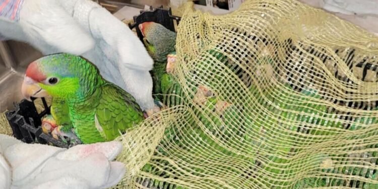 Persiste tráfico de especies, Zoológico Payo Obispo recibe hasta 10 ejemplares al mes