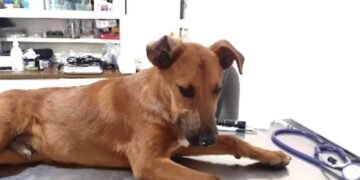 Ayuntamientos, obligados a instalar clínicas veterinarias públicas y gratuitas a partir de 2027