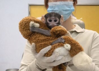 Yuji, el “Punch mexicano”, se vuelve viral tras presentación del Zoológico Guadalajara