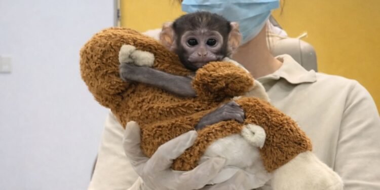 Yuji, el “Punch mexicano”, se vuelve viral tras presentación del Zoológico Guadalajara