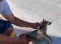 Muere en el camino; atropellan a zorro gris en Mahahual y rescatan a su cría