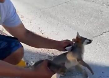 Muere en el camino; atropellan a zorro gris en Mahahual y rescatan a su cría