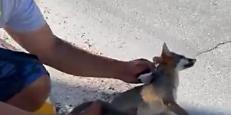 Muere en el camino; atropellan a zorro gris en Mahahual y rescatan a su cría
