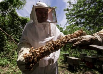 ¿Sabes quién está matando a las abejas? Esta plaga podría cambiarlo todo