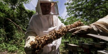 ¿Sabes quién está matando a las abejas? Esta plaga podría cambiarlo todo