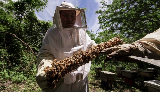¿Sabes quién está matando a las abejas? Esta plaga podría cambiarlo todo
