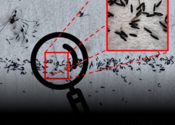 Desarrollan en México algoritmo para detectar huevos de mosquito transmisor del dengue