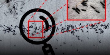 Desarrollan en México algoritmo para detectar huevos de mosquito transmisor del dengue