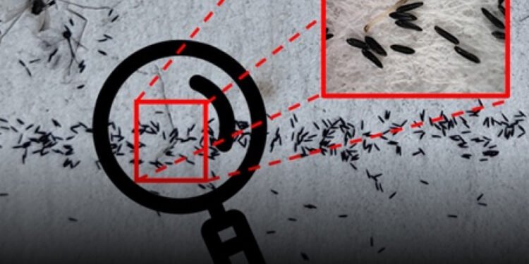 Desarrollan en México algoritmo para detectar huevos de mosquito transmisor del dengue