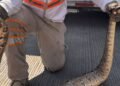 Encuentran boas en viviendas y activan operativo ¿Qué ocurrió?