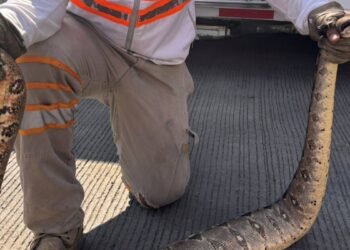 Encuentran boas en viviendas y activan operativo ¿Qué ocurrió?